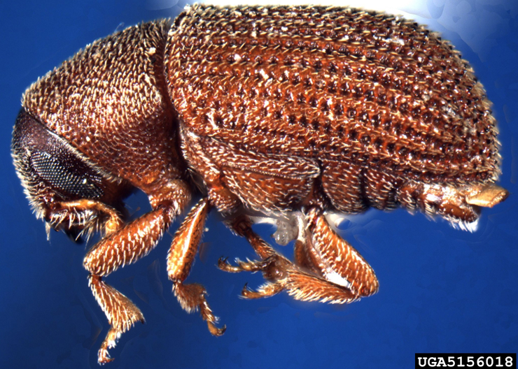 Native elm bark beetle