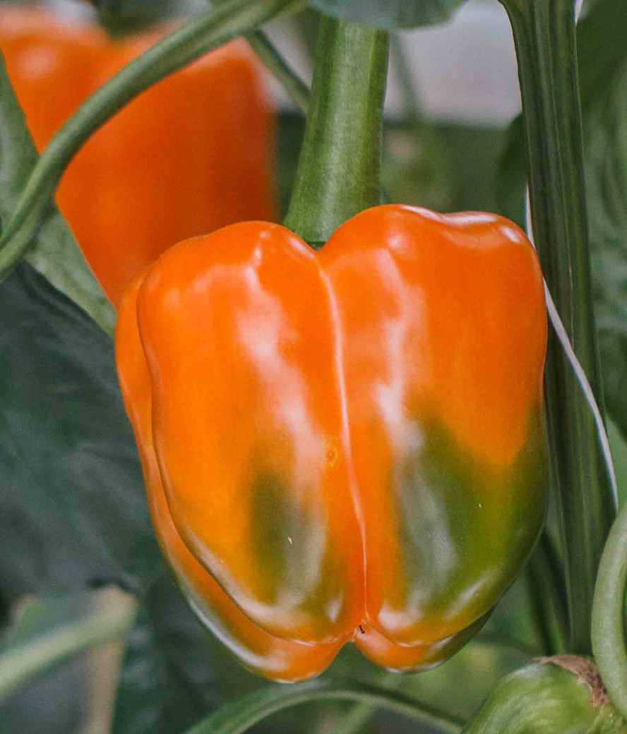 Ripening orange sweet bell pepper on vine