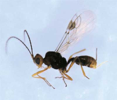 Parasitic wasp of cabbage seedpod weevil adults