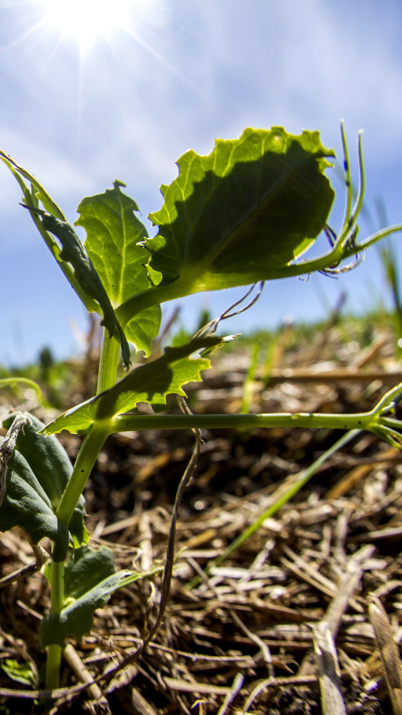 Close-up of plant showing pea leaf weevil eating damage