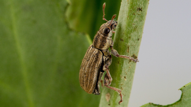 Photo of a Pea leaf weevil