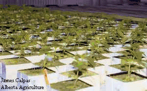 Sweet bell peppers spaced in containers