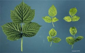 Raspberry Mosaic Virus