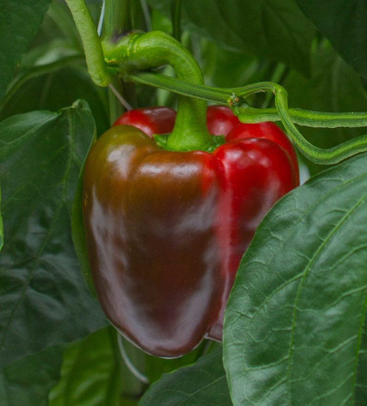 Ripening red sweet bell pepper on vine