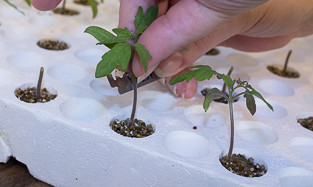 Grafting tomatoes - sliced scion