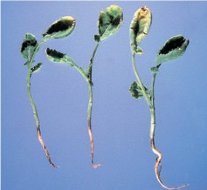 Photo of Canola leaf cupping from Banvel injury