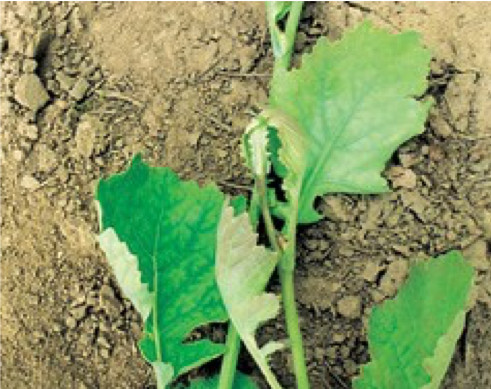 Photo of dark vein coloration and purpling of leaf margins