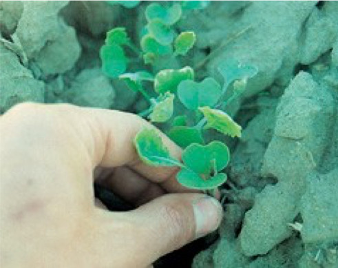 Photo of Sulphur deficient seedling