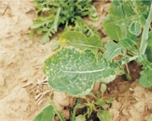 Photo of leaf cupping