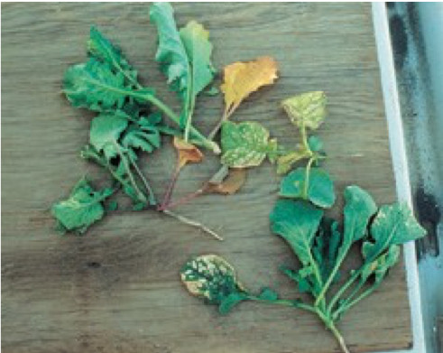 Photo of purpling of older leaves resulting from Muster sprayed just prior to heavy rainfall