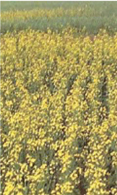 Photo of spring-banded 20-0-0-24