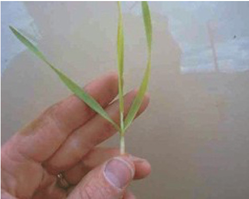 Yellowing of newly emerging leaves