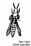 Image of a Thrips