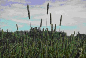 Photo of Timothy hay field