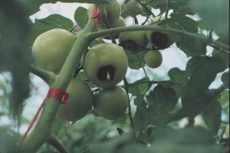 Blossom end rot.