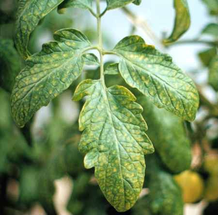 Magnesium deficiency in tomato plant.