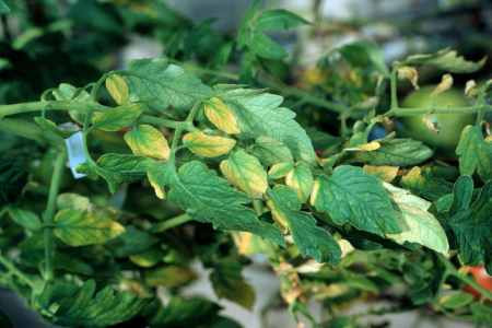 Leaf yellowing induced by a rapid drop in the pH of the nutrient solution.