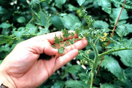 2, 4-D injury on the young leaves.