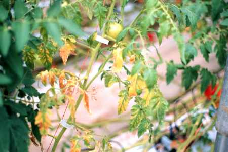 Typical orange chlorosis of plants infected by Fusarium oxysporum f. sp. lycopersici.