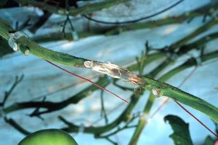 Botrytis stem canker with a mass of gray spores that have formed under conditions of high humidity.