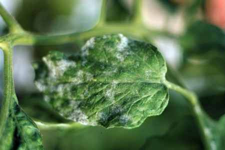Powdery mildew on tomato.