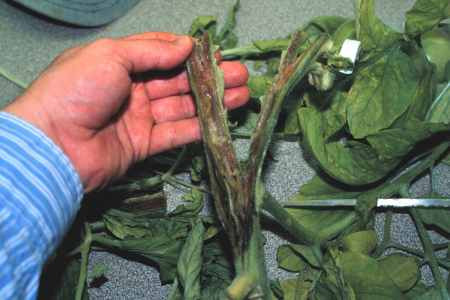 Stem cross section revealing the extent of pith necrosis.