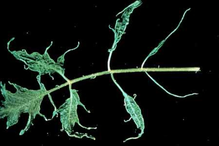 Shoe string leaf symptom of ToMV.