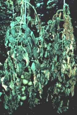 Wilting caused by Tomato Spotted Wilt Virus (TSWV)