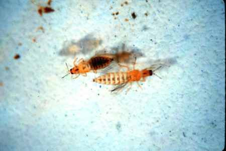 The western flower thrips.