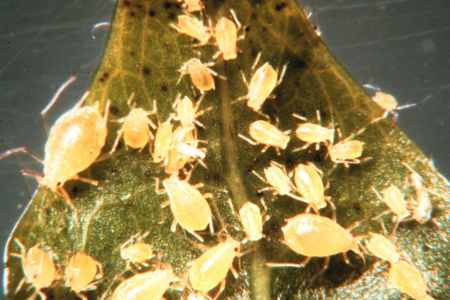 The green peach aphid.