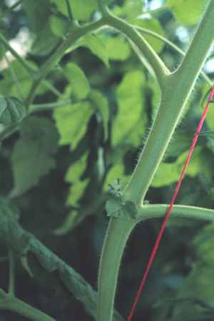 When the spring light levels within the canopy become limiting for truss development, trusses will abort.