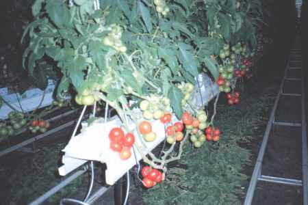 The hanging trough system.