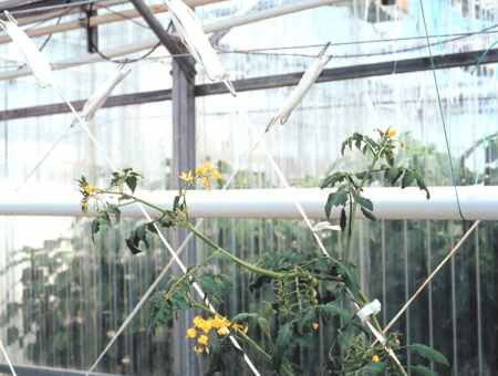 Plants supported by twine to an overhead wire.