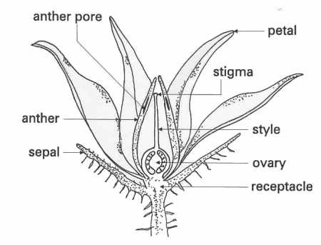 Diagram of a tomato flower
