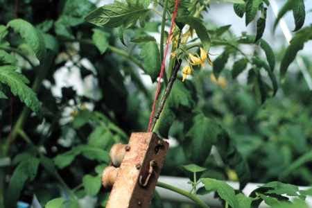 Bumble bee hives for pollination can be purchased from commercial sources