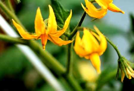 Tomato flower with a bruise on the anther cone indicating that the flower has been visited by a bumble bee.
