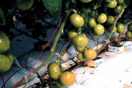 Colour break is the point where the fruit begin to take on a hint of their mature colour.