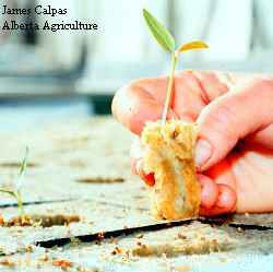 Close-up of a hand transplanting sweet bell pepper seedlings
