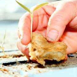 Close-up of a hand transplanting sweet bell pepper seedlings