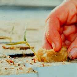 Close-up of a hand transplanting sweet bell pepper seedlings