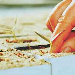 Close-up of a hand transplanting sweet bell pepper seedlings, pushing seedling into soil