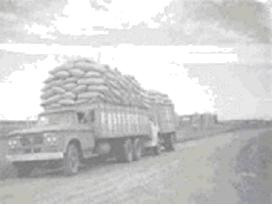 Trucks hauling fescue from John Fosters' farm to his cleaning facility