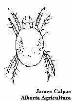 Image of a two-spotted spider mite