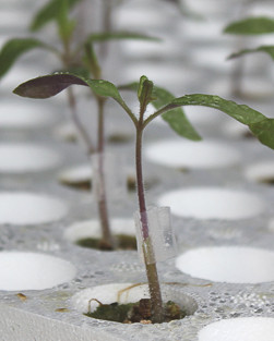 Tomato - wet small graft