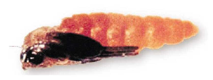 Close-up of wheat midge pupae