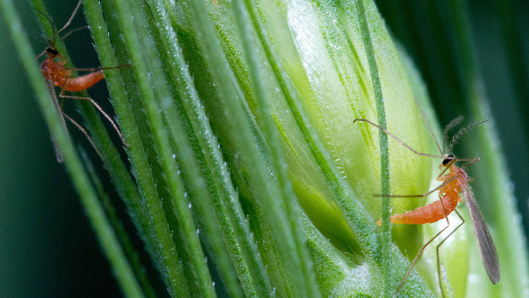 Photo of a Wheat midge