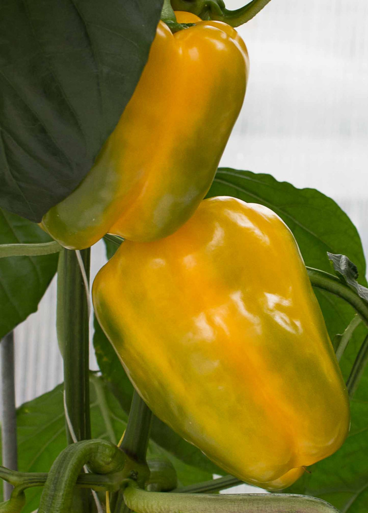 Ripening yellow sweet bell pepper on vine