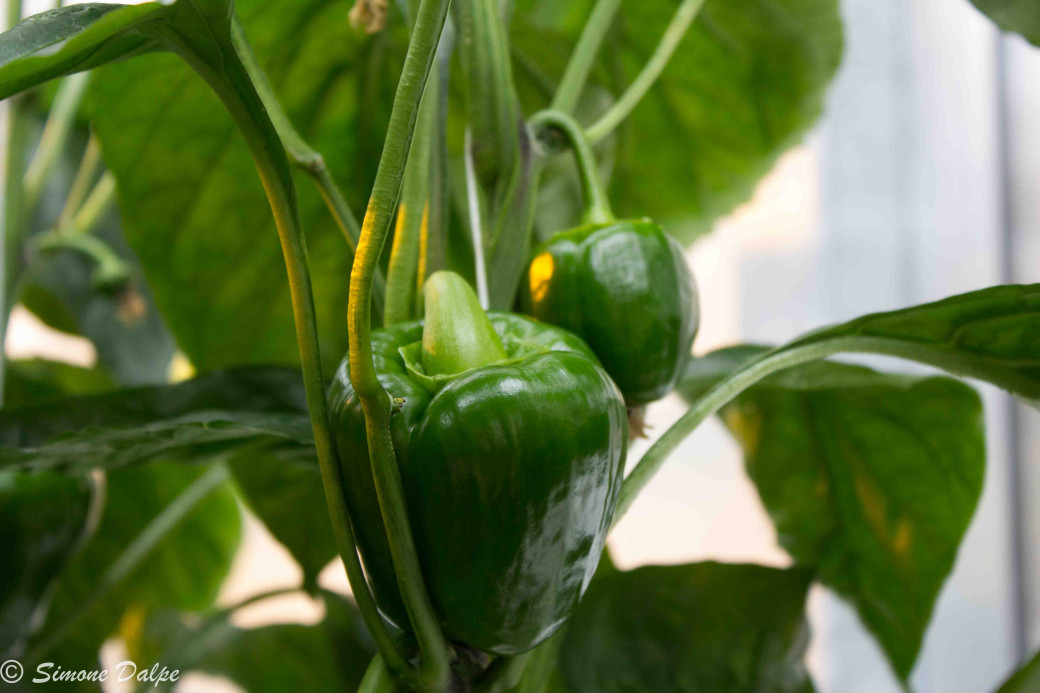 Young sweet bell peppers ripening on vine