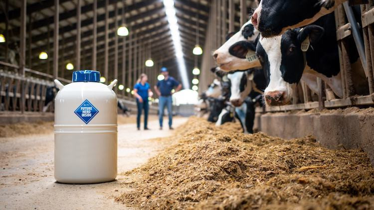 Dairy and Beef Genetics Research