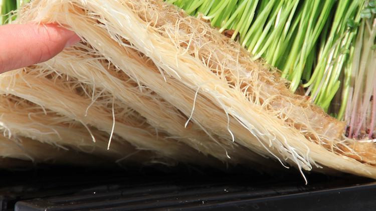 Terrafibre Hemp Products